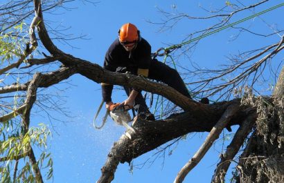 Tree Service