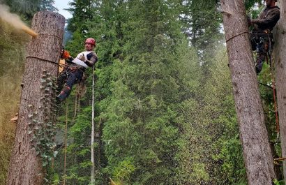 Tree Service