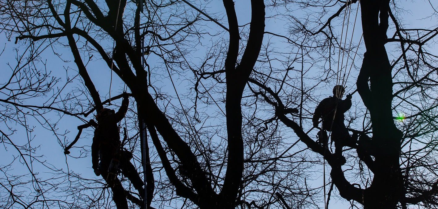 Elite Tree Care LLC gallery 4