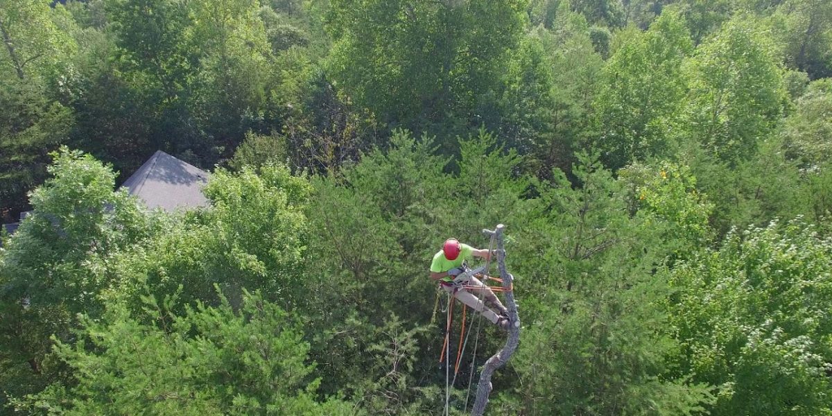 Emergency Tree Service