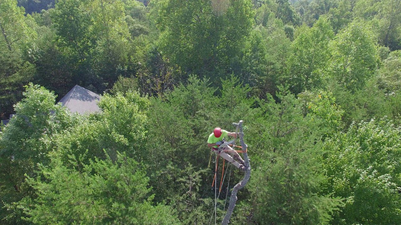 Emergency Tree Service