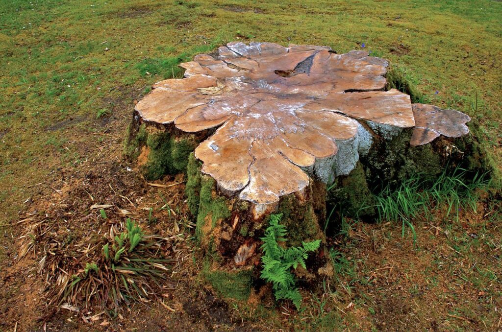 tree stump for grinding