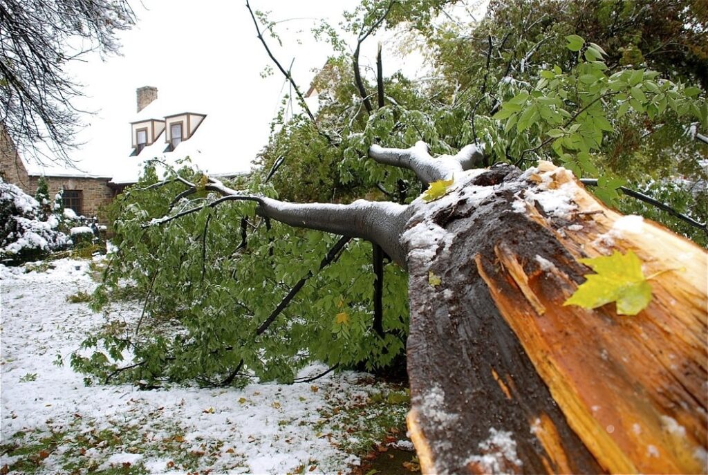 Fallen tree stump