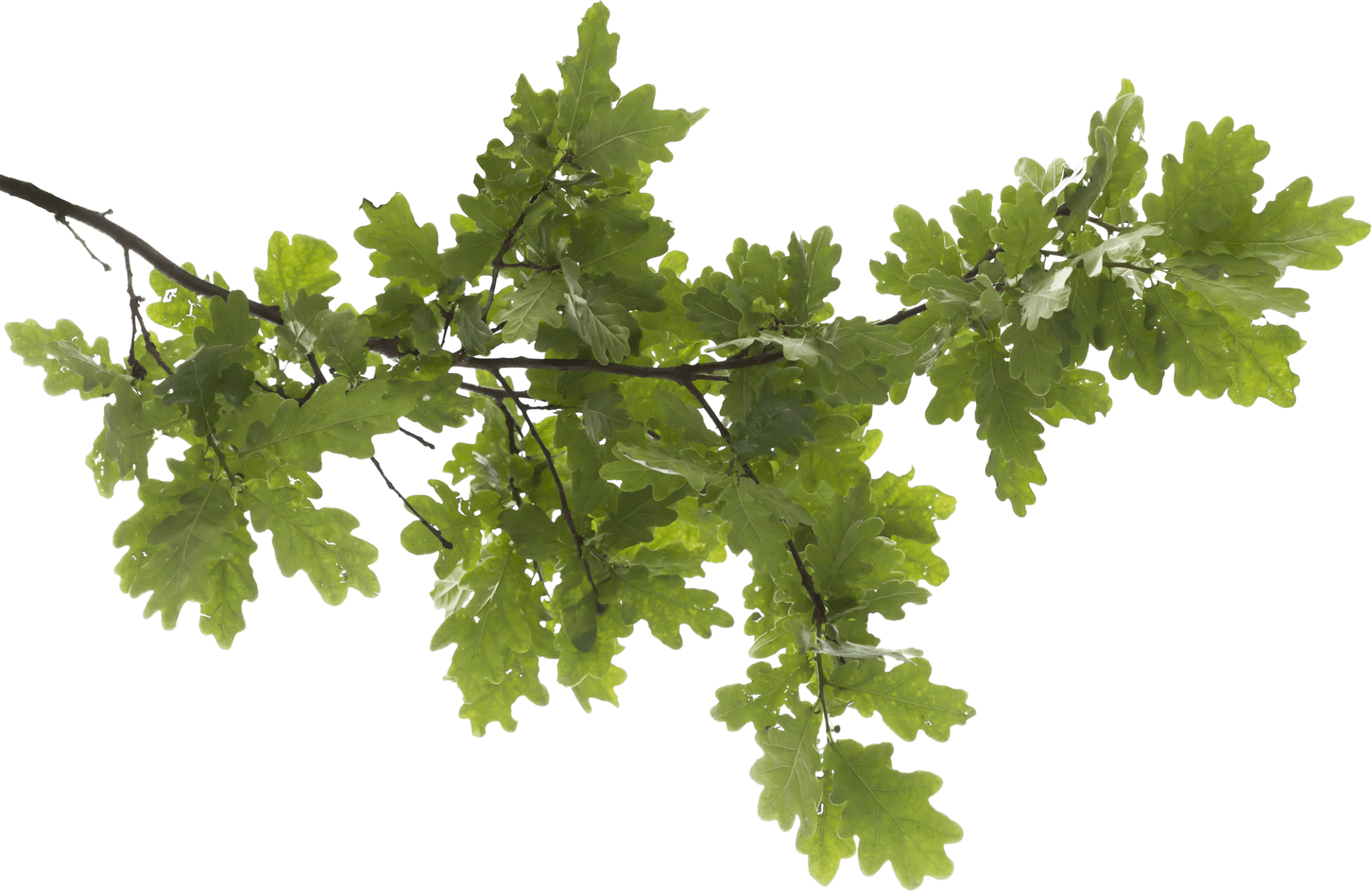 Elite Tree Care LLC gallery 2