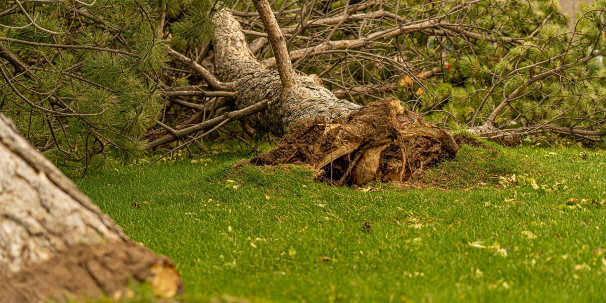 emergency tree service Snohomish County