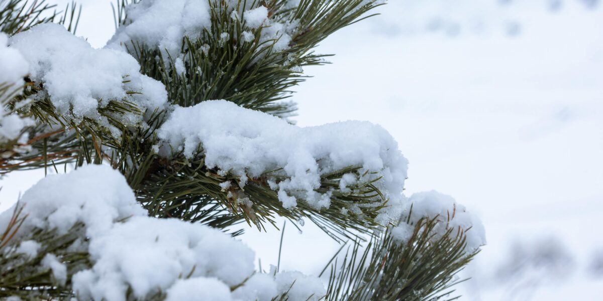 Winter Tree Care Tips