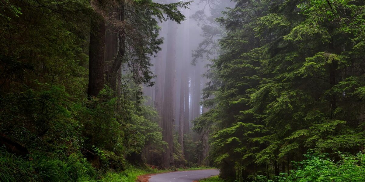 Coping with Pacific Northwest Wind Storms