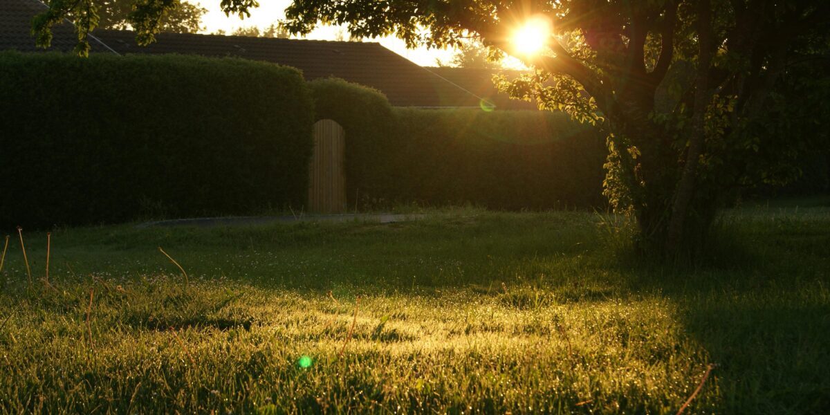 Summer Tree Care Tips